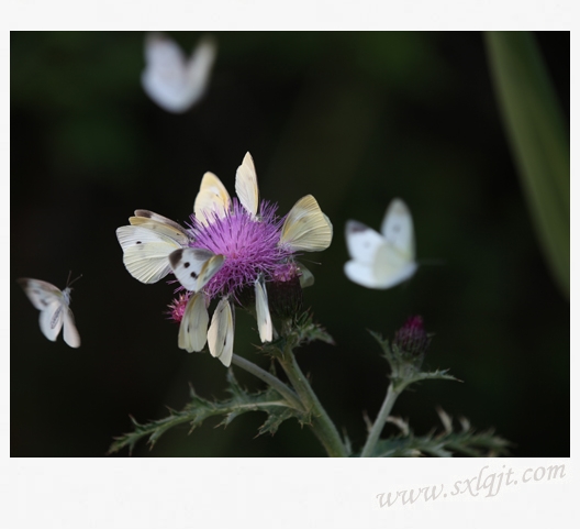 pg�ͽ�Ů��-(�ٷ���)�й���վ