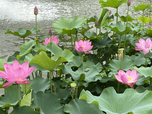 pg�ͽ�Ů��-(�ٷ���)�й���վ